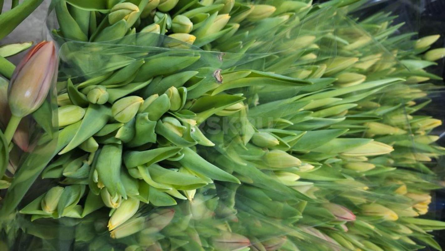 Свежий срез тюльпана  6 марта (сегодня ) к  8 марта ( красные и желтые ) от 100 шт. - Орск