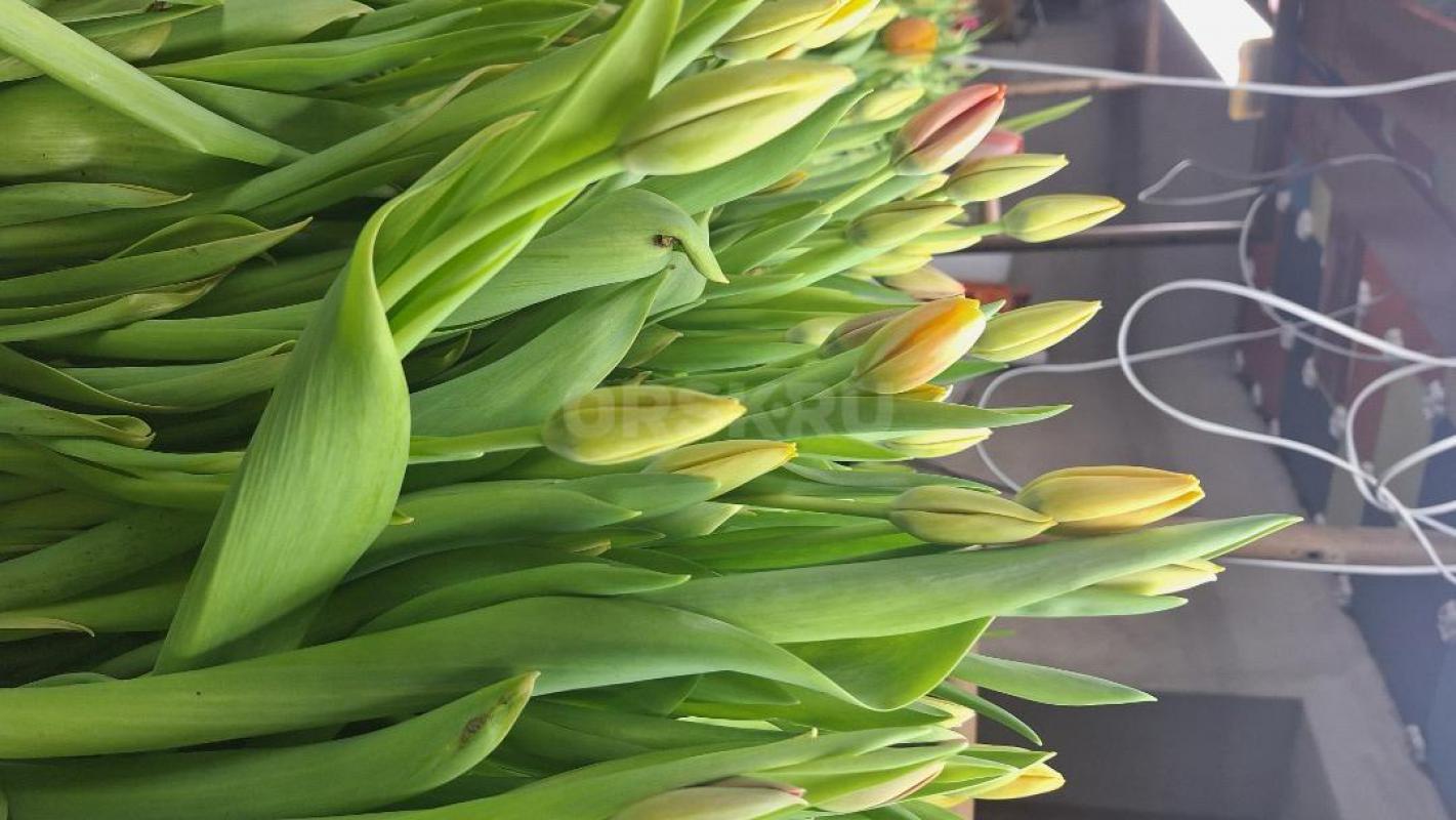 Свежий срез тюльпана  6 марта (сегодня ) к  8 марта ( красные и желтые ) от 100 шт. - Орск