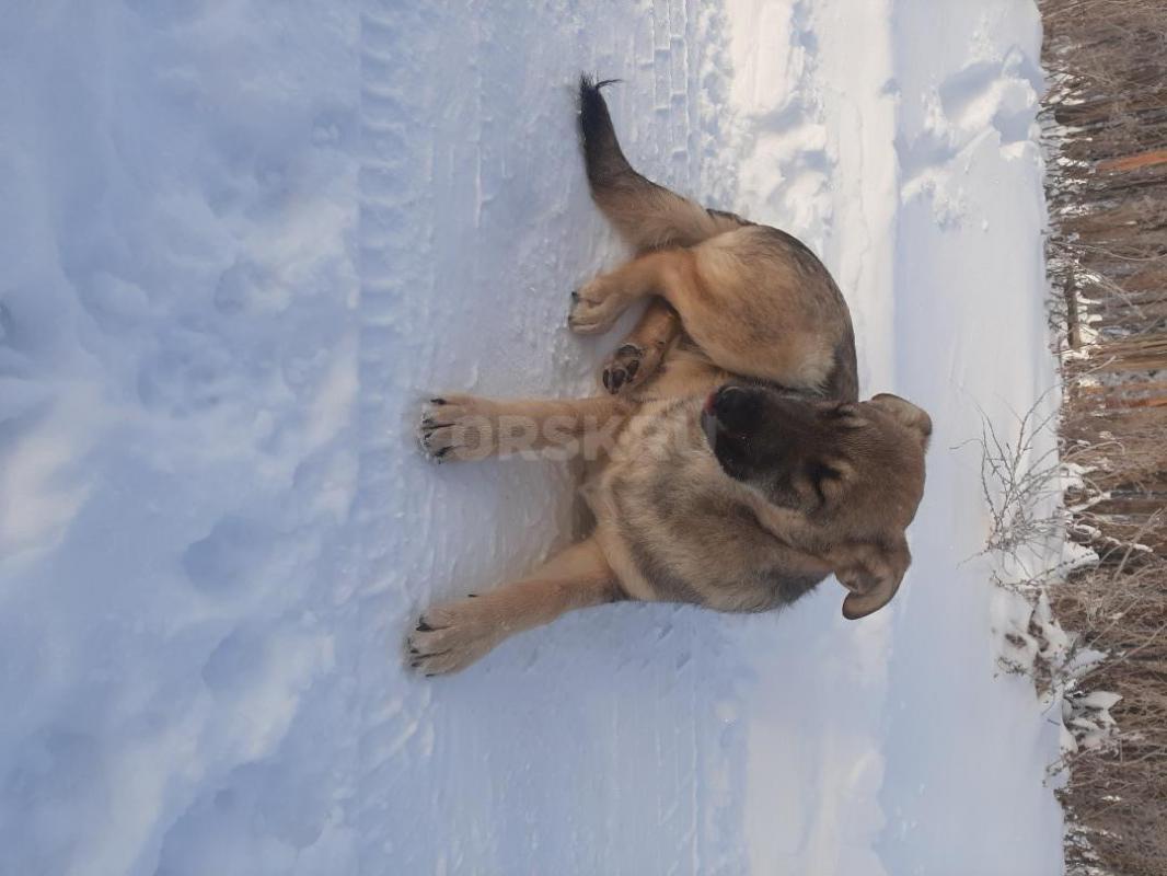 Два щенка кобелек и стерилизованная девочка- 8 месяцев, кобелек величиной довольно большой, девочка - Орск