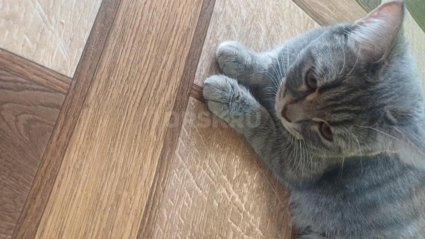 Отдам котят в хорошие руки . 2 мальчика и 2 девочки . - Орск