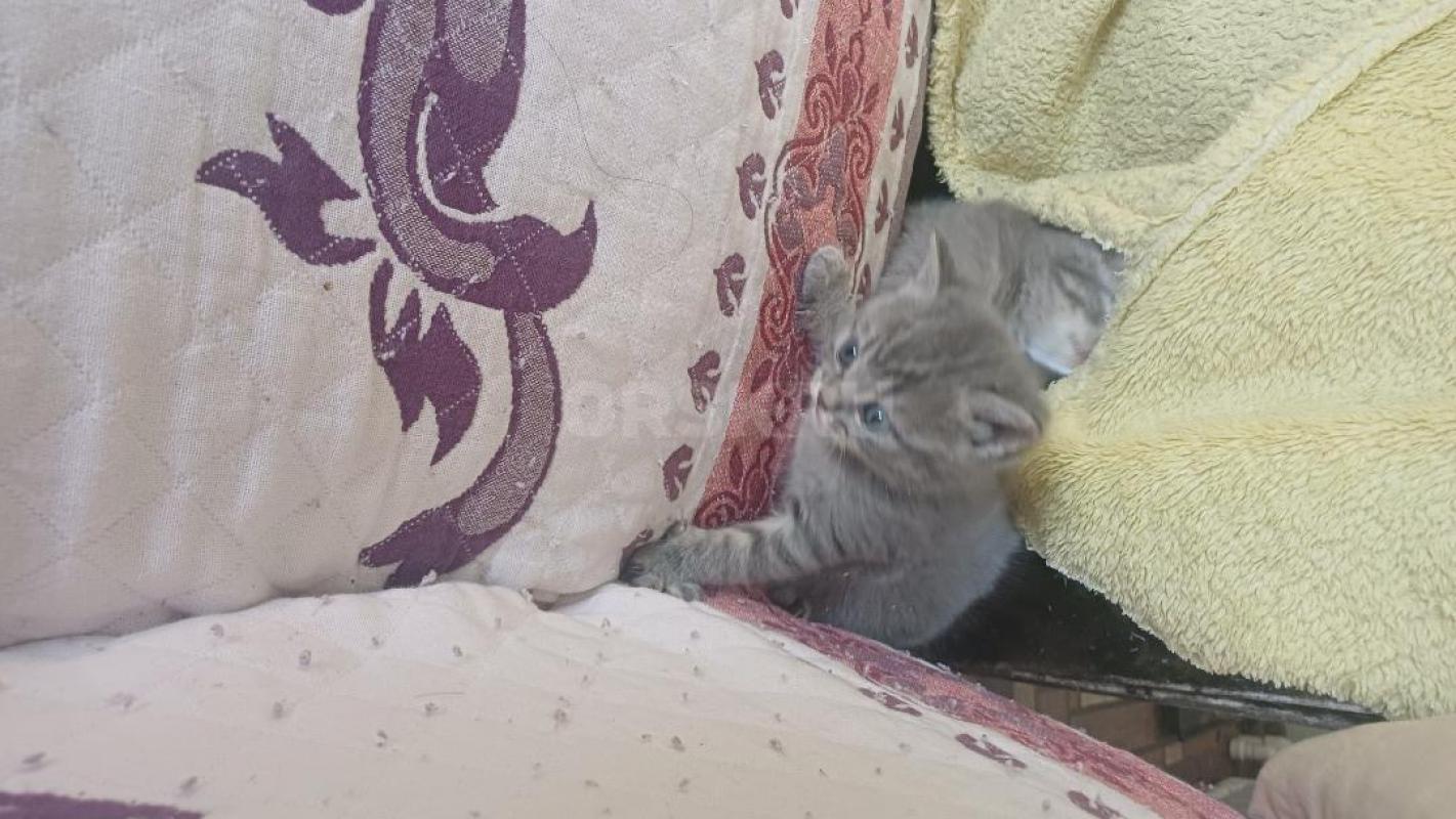 Отдам котят в хорошие руки . 2 мальчика и 2 девочки . - Орск