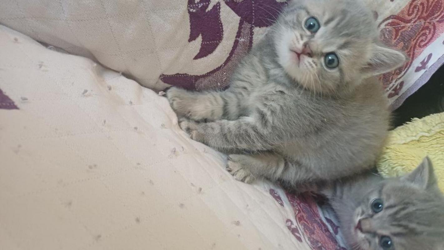 Отдам котят в хорошие руки . 2 мальчика и 2 девочки . - Орск