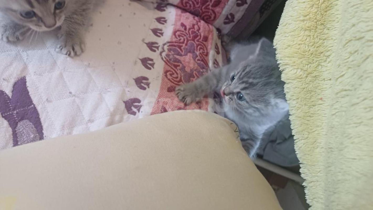 Отдам котят в хорошие руки . 2 мальчика и 2 девочки . - Орск