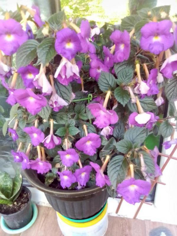 бальзамин махровый  темно-малиновый  каждый в стаканчике  толстянку в кашпо -150руб ахименес сиренев - Орск