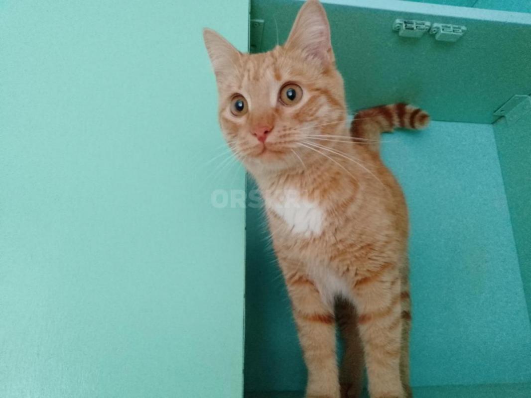 Найден малыш, ему 5 месяцев. - Орск