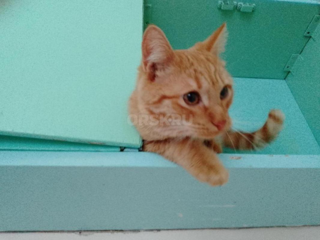 Найден малыш, ему 5 месяцев. - Орск