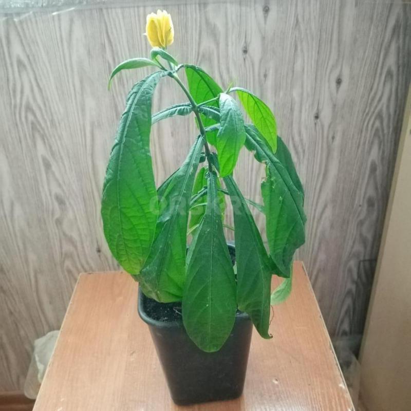 комнатные растения пахистасис и цветную традесканцию. - Орск