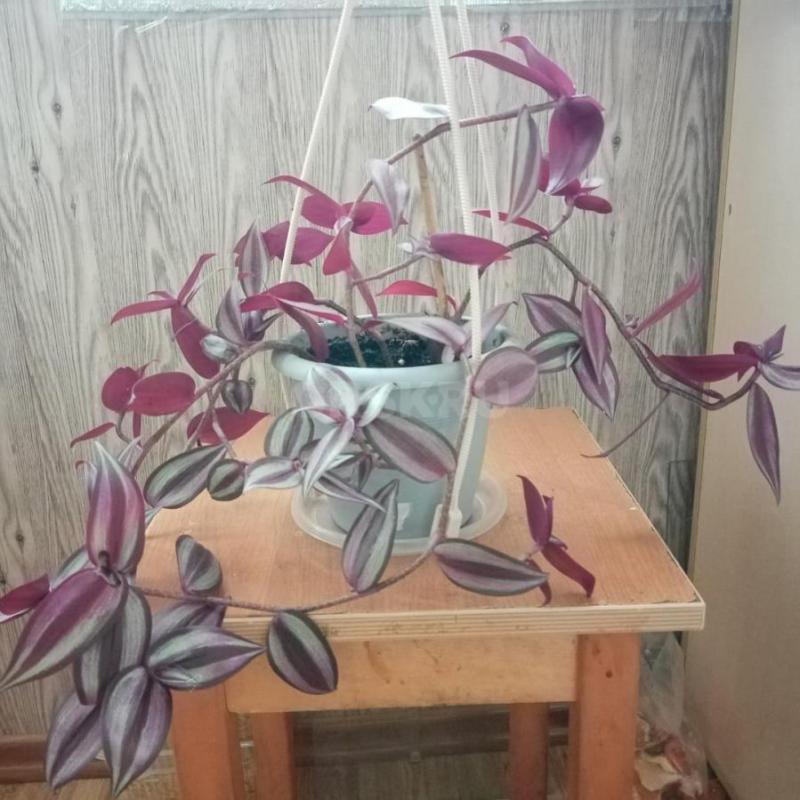 комнатные растения пахистасис и цветную традесканцию. - Орск