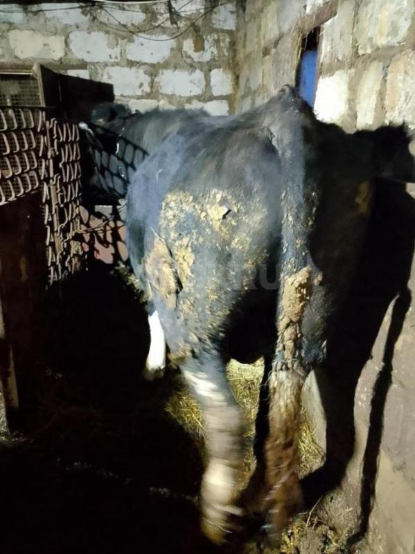 Продам племенного быка, черно-пëстрой породы, спокойный, возраст 2 года, 2 месяца, цена 200 тыс! - Новоорск