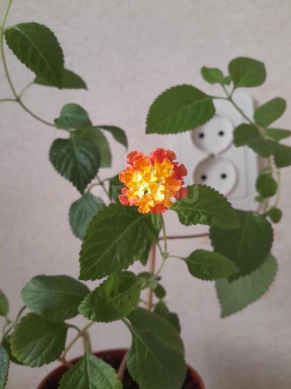 Лантана сводчатая -как легкое уходовое растение! - Орск