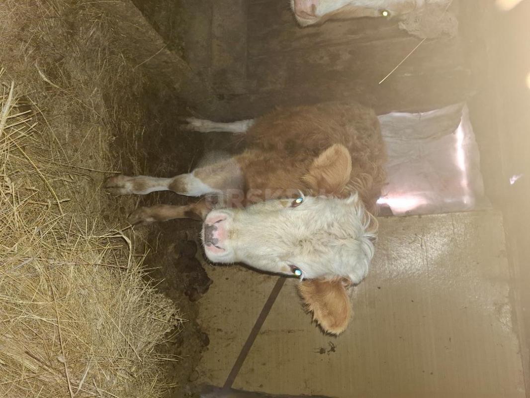 Продам телочку годовалую(55т.)  торг. - 1