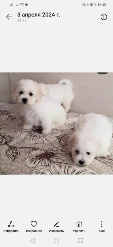 Продам мальчиков Бишон Фризе, два с пол мес. - Орск