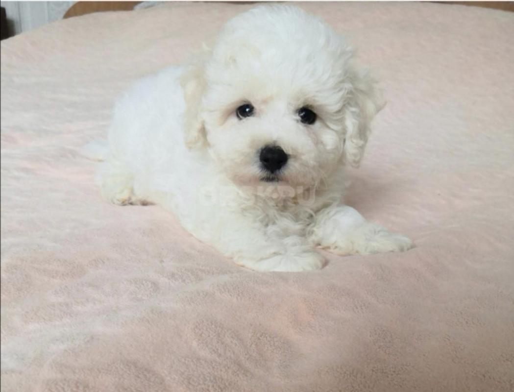 Продам мальчиков Бишон Фризе, два с пол мес. - Орск