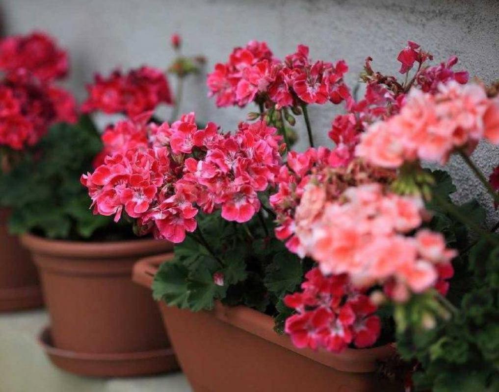 Герань красная, розовая, бордовая и белая в пластиковых горшочках (цветёт круглый год и добавляет св - Орск