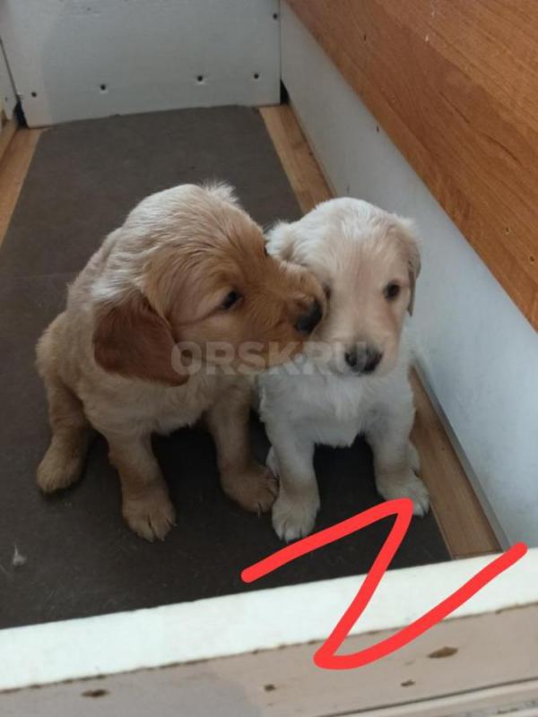 Щенки золотистого ретривера. - Орск