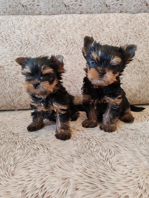 Щенки йоркширского терьера, мальчик и девочка, мини, беби-фейс. - Гай
