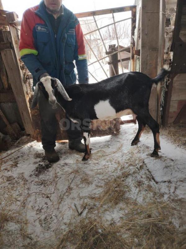 Продам дойную козу . - Орск