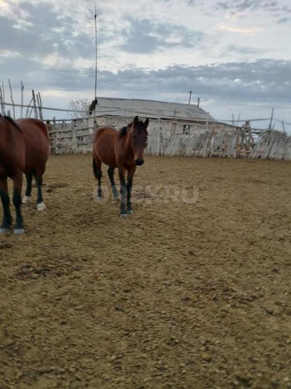 Продам! - Орск