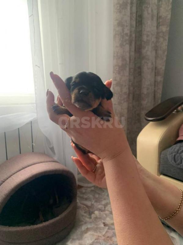19 марта в продаже щенки тойчики ,девочки - Орск
