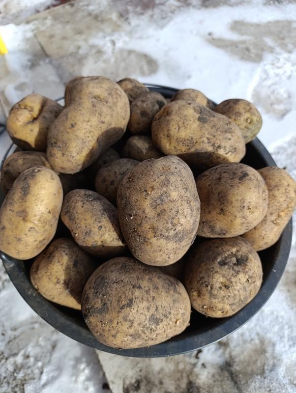 Продам картофель Гала, очень вкусный 30руб/1кг, - Орск