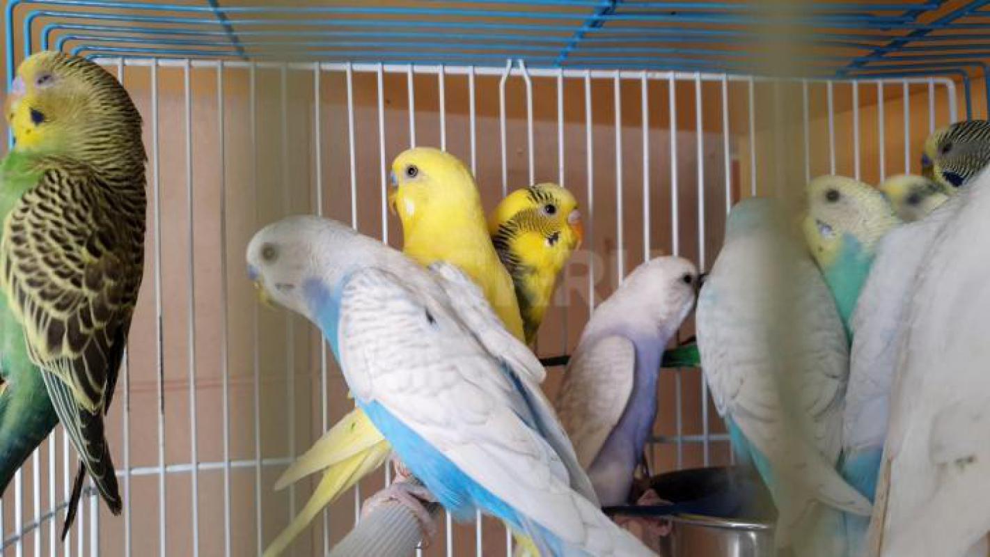 Продам молодых птенцов волнистых попугаев, местного разведения. - Орск
