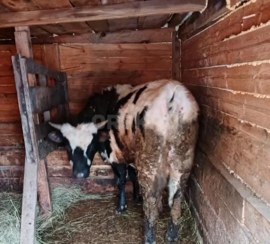 Продам быка ,1г2 мес,на мясо либо на племя - Орск