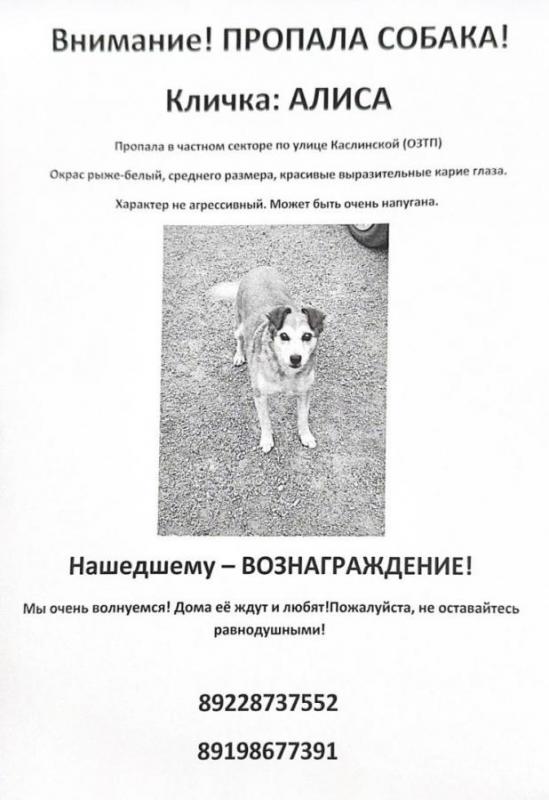 Пропала собака Алиса частный сектор по улице Каслинской (ОЗТП)
Несколько человек видели Алису в 7м - Орск