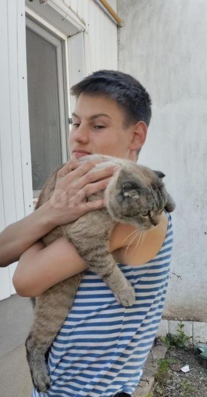 В районе телевышки потерялся кот - породы Британец, звать Барсик. - Орск
