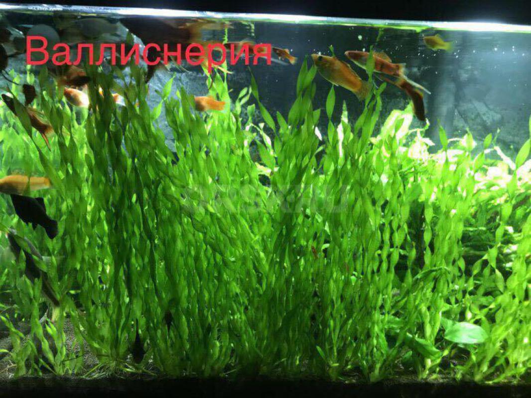 Валлиснерия аквариумная трава 50шт - Орск