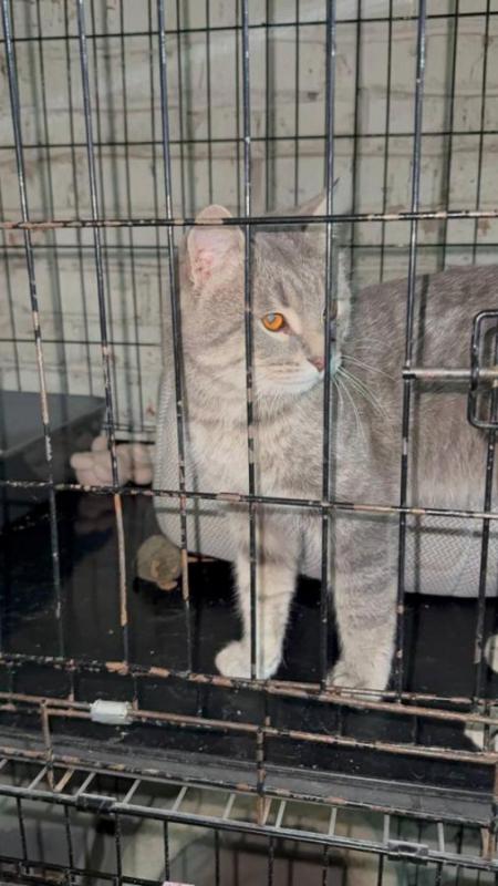 У этого котика косит один глазик. - Орск