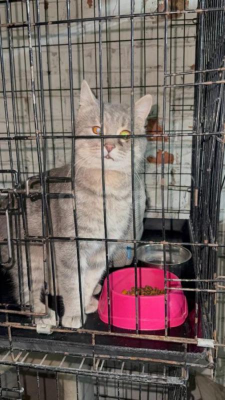 У этого котика косит один глазик. - Орск