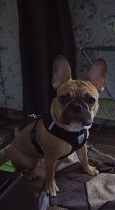 Продам
Французский бульдог, Девочка. - 