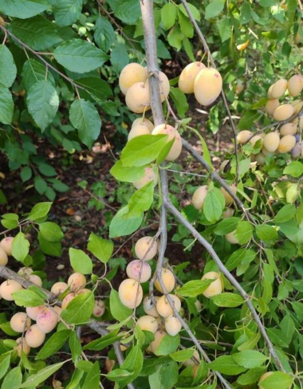 Продам садовый участок,12 соток, район Турбаза уральская деревня,есть домик 3/4 , много плодовых дер - Орск