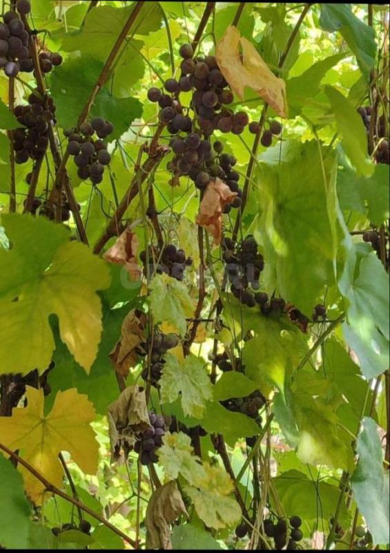 Продам садовый участок,12 соток, район Турбаза уральская деревня,есть домик 3/4 , много плодовых дер - Орск