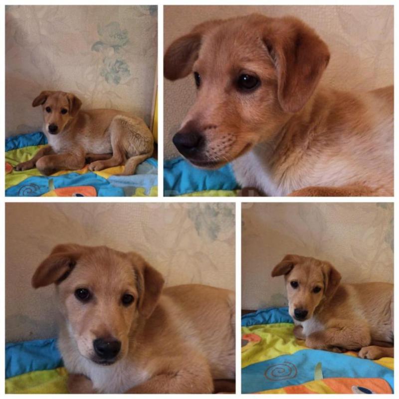 Щенок Лёва ищет дом ! - Орск