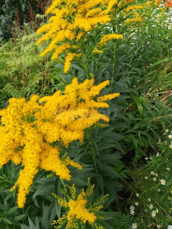 Многолетники- саженцы клематиса. - Орск