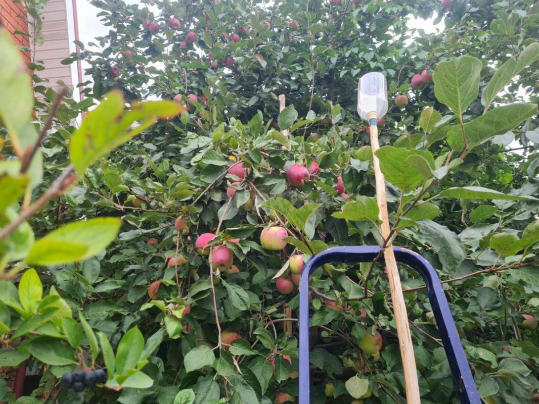 Продам саженцы яблони  &amp;quot;Макинтош&amp;quot;  зимний сорт, хранится до апреля. - Орск