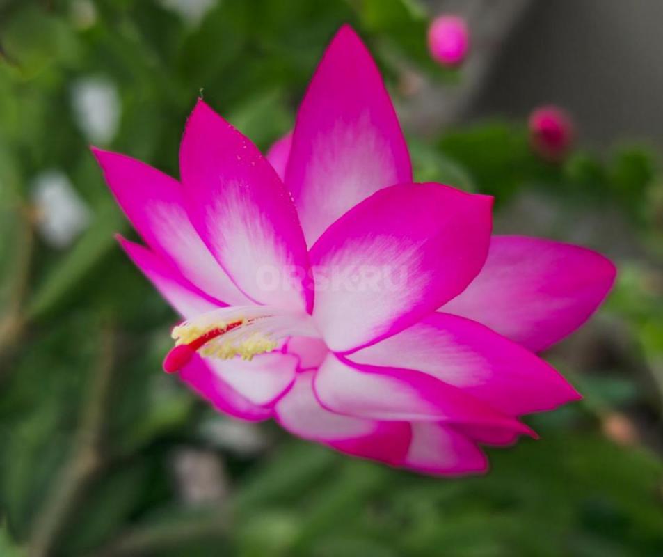 Продам Комнатные цветы, в уходе неприхотливые:
1. - Орск