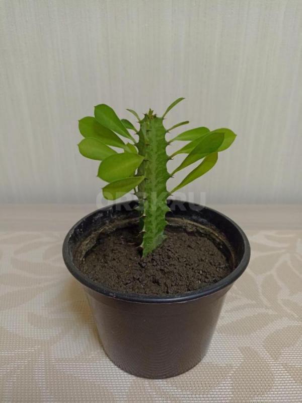 Продам Комнатные цветы, в уходе неприхотливые:
1. - Орск