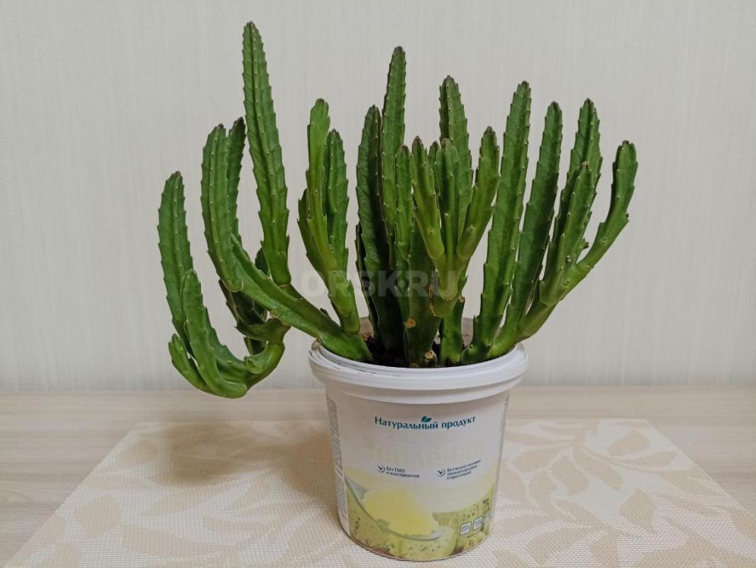 Продам Комнатные цветы, в уходе неприхотливые:
1. - Орск