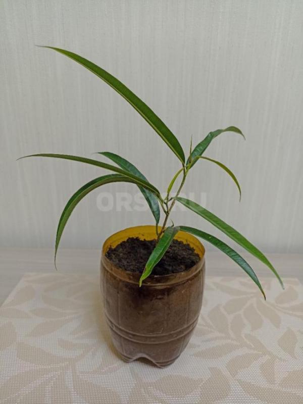 Продам Комнатные цветы, в уходе неприхотливые:
1. - Орск