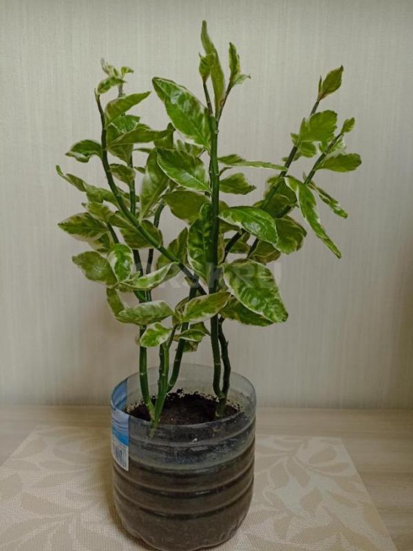 Продам Комнатные цветы, в уходе неприхотливые:
1. - Орск