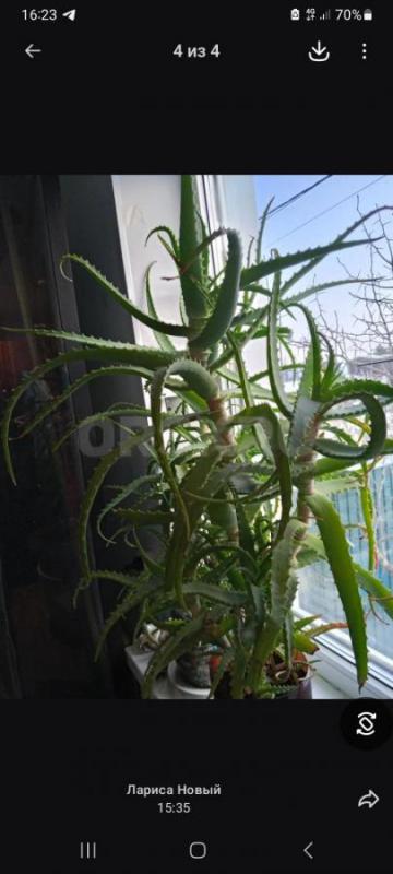 Продам 5 летнее алоэ. - Орск