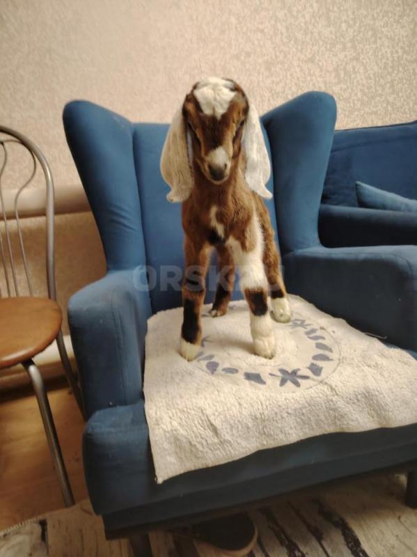 Продам козликов и козочек на племя . - Орск