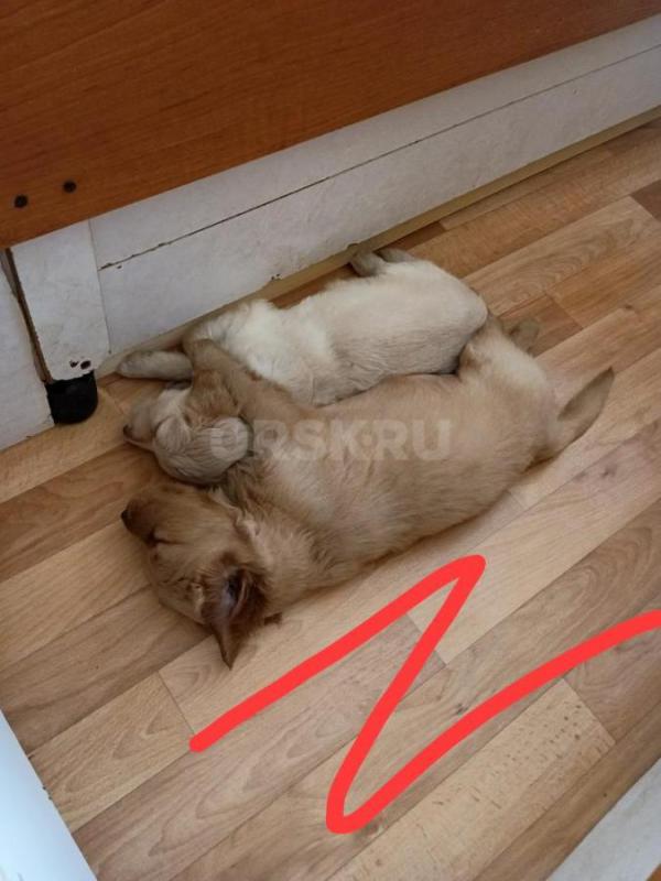 Щенки золотистого ретривера. - Орск