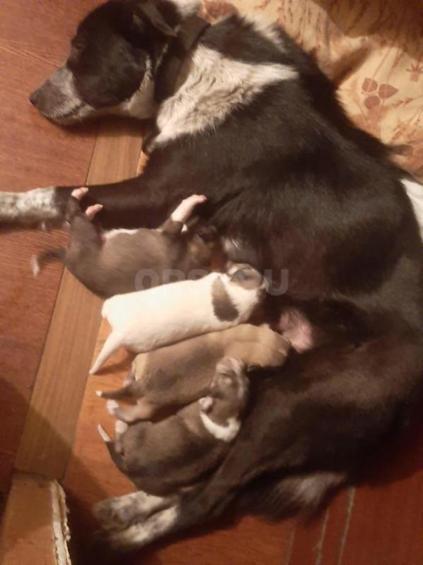отдам щенят 1 месяц, самая темненькая девочка, остальные мальчики. - Орск