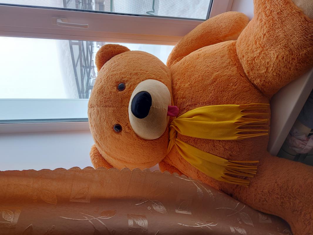 Отдам даром - Гай