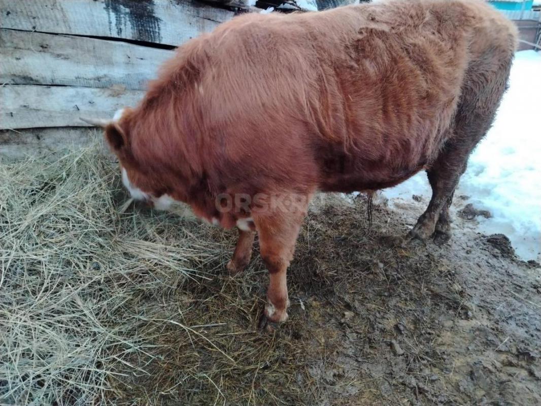 Продаётся мясо откормленного бычка 1 год 2 месяц (на откроме стоял) - Орск