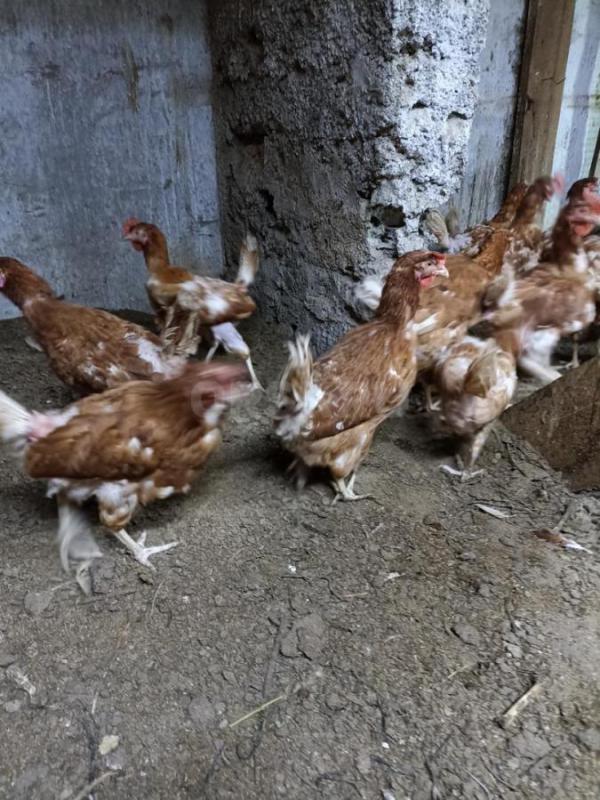 Продам кур-несушек. - Орск