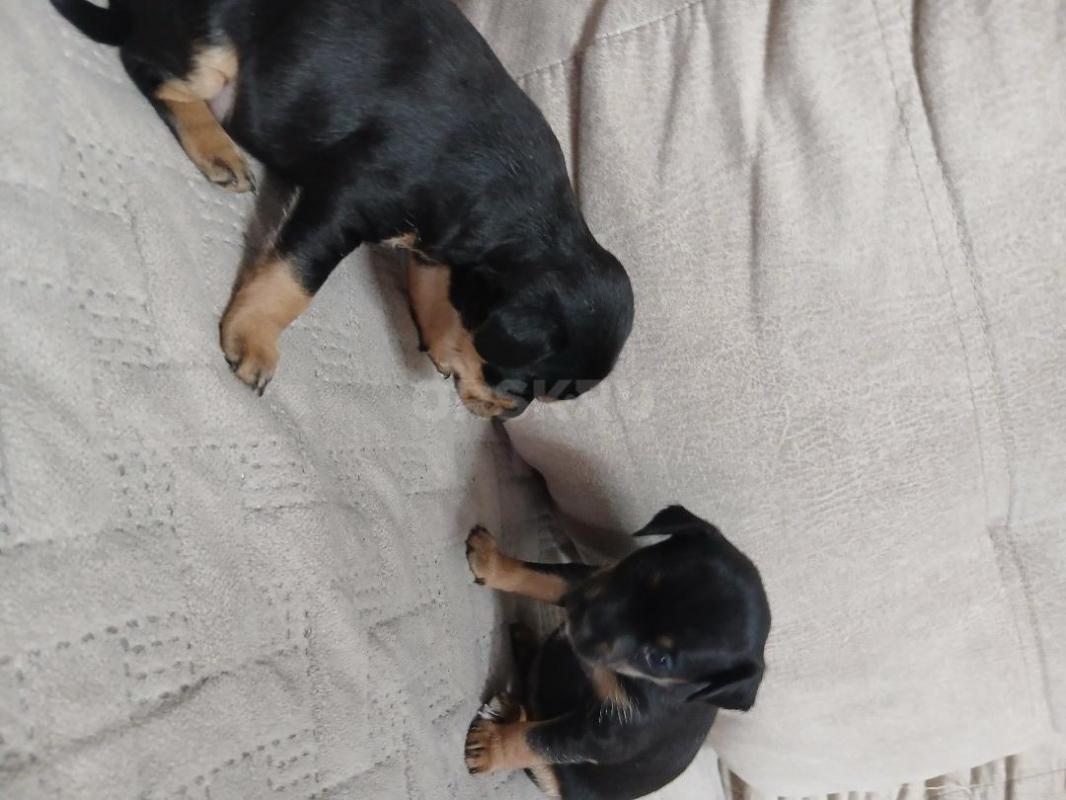 В продаже щенки (девочки) 19 марта месяц - Орск